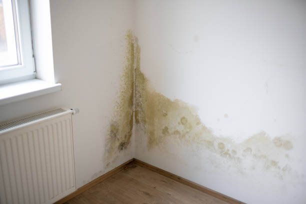 Inspection of damp and mould affecting an internal wall during a property damp investigation in Essex.
